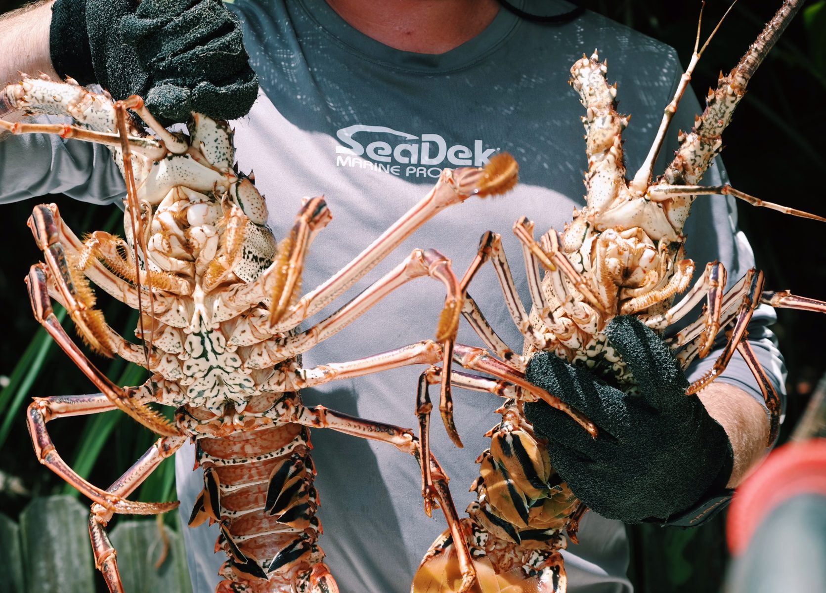 SeaDek lobster mini season